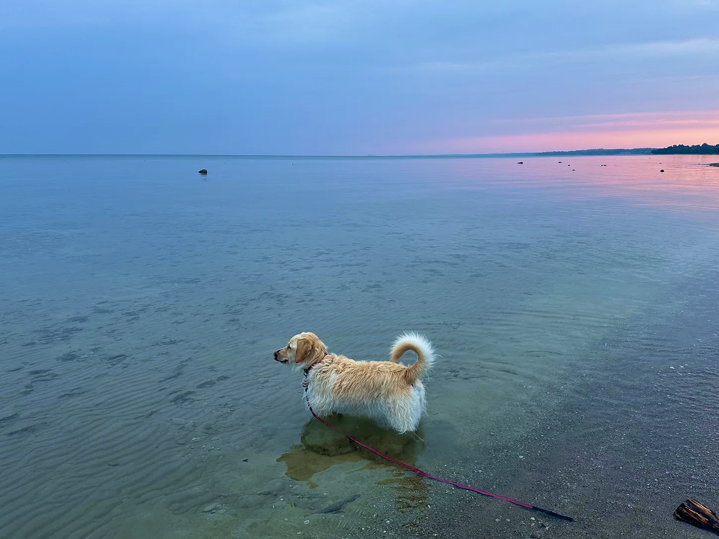My dog Maeve standing in the calm shallows of the Kincardine lakeshore at dusk